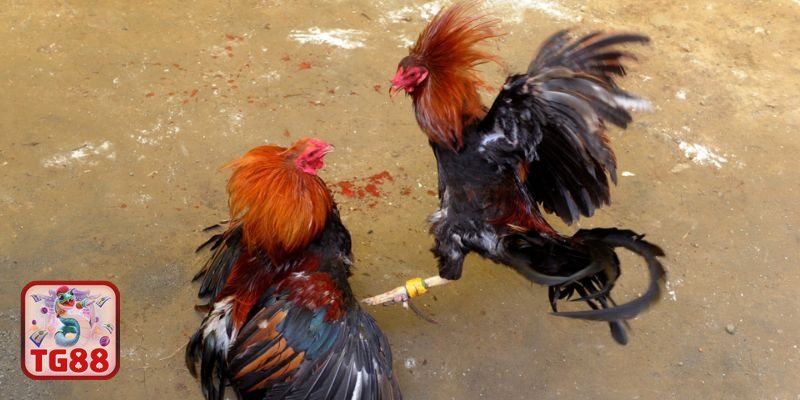 Thuật ngữ đá gà - Nhử gà và hất gà